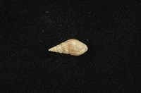 藏品(流紋蜷)的圖片